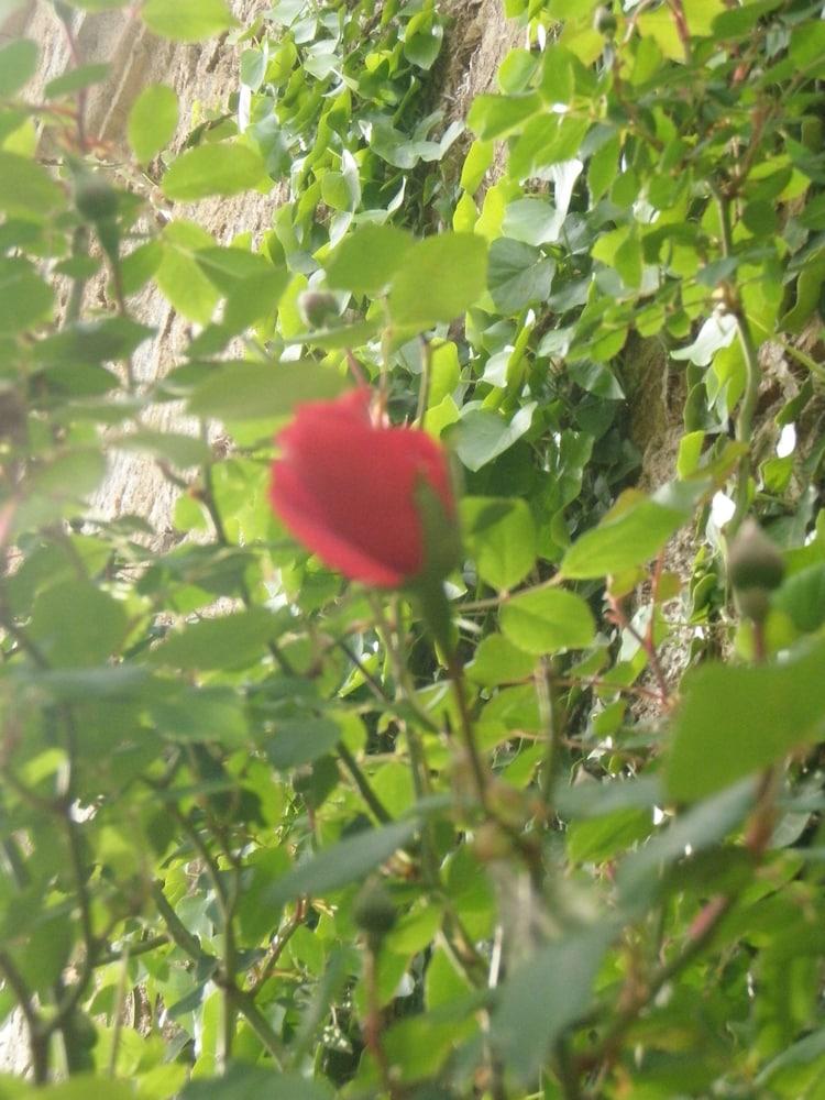 Mas Vilalonga Petit Cassà de la Selva Eksteriør bilde